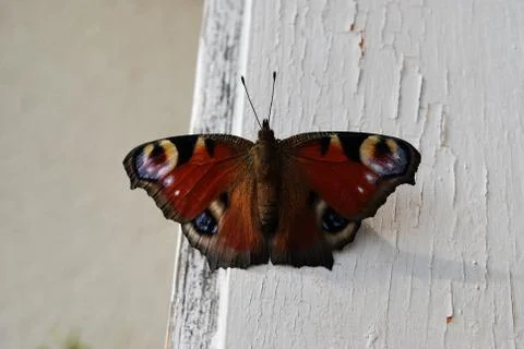 Butterfly Stock Photos