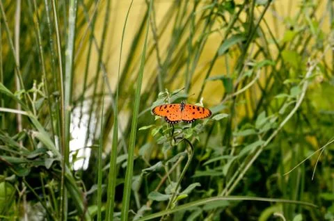 Butterfly Stock Photos