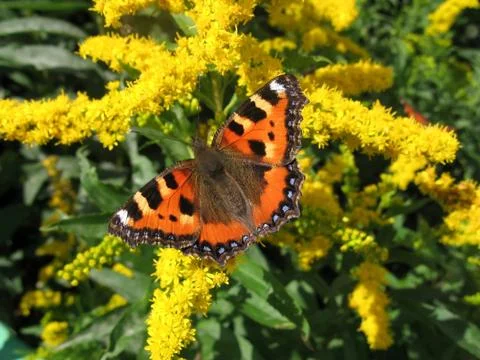 Butterfly Foto stock