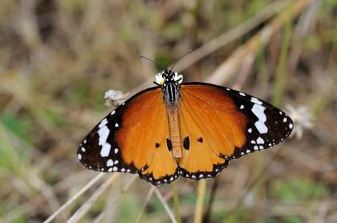 Butterfly Foto stock