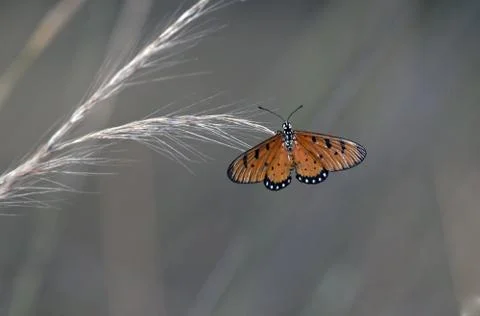 Butterfly Stock Photos