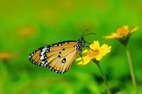 Butterfly Stock Photos