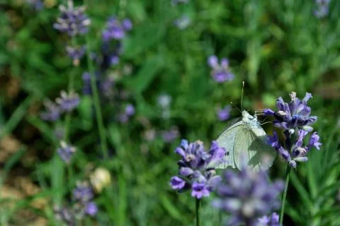 Butterfly Stock Photos