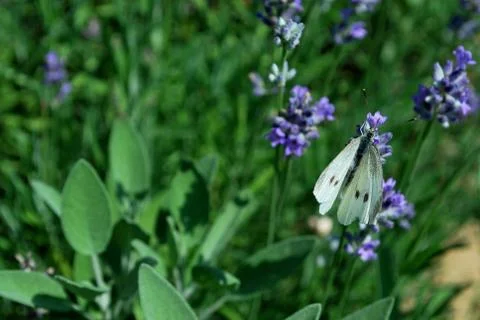 Butterfly Stock Photos