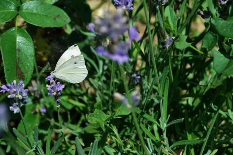 Butterfly Stock Photos