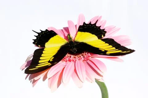 Butterfly Stock Photos