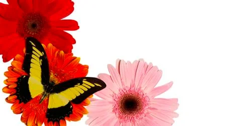 Butterfly Stock Photos