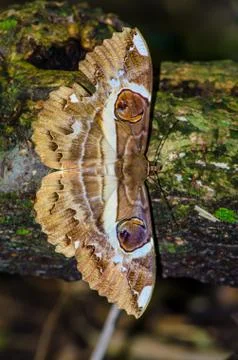 Butterfly Fotos de archivo