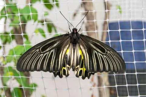 Butterfly Stock Photos