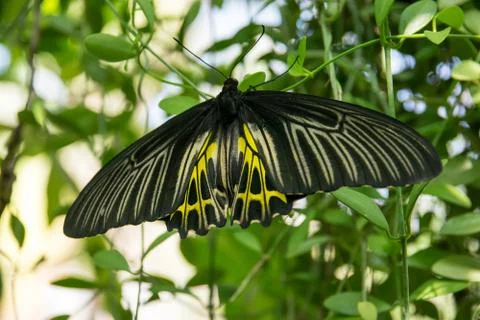Butterfly Stock Photos