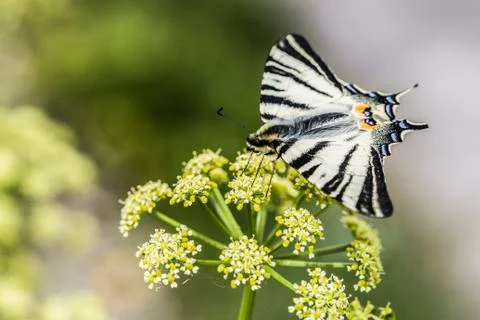 Butterfly Stock Photos