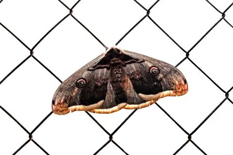 The Butterfly Stock Photos