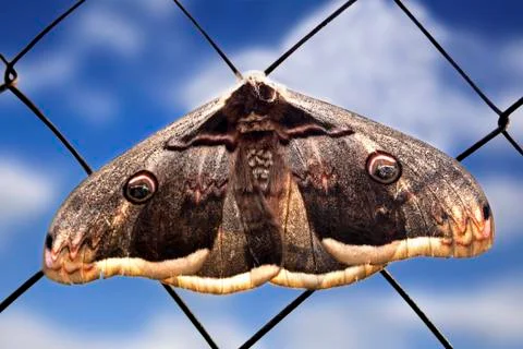 The Butterfly Stock Photos