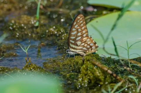 Butterfly Fotos de archivo
