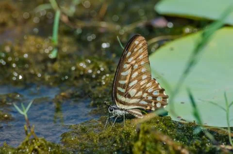 Butterfly Fotos de archivo