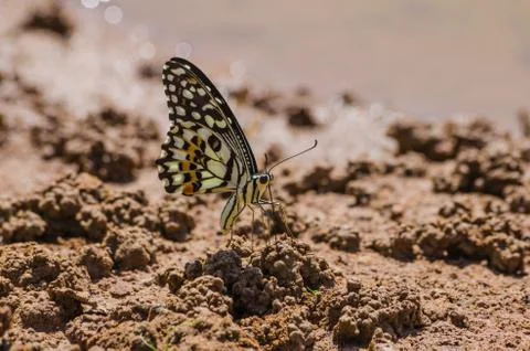 Butterfly Fotos de archivo