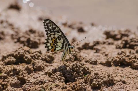 Butterfly Fotos de archivo