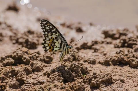 Butterfly Fotos de archivo