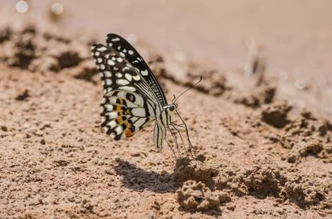 Butterfly Fotos de archivo