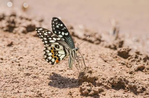 Butterfly Fotos de archivo