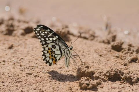 Butterfly Fotos de archivo