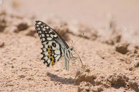 Butterfly Fotos de archivo