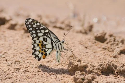Butterfly Fotos de archivo