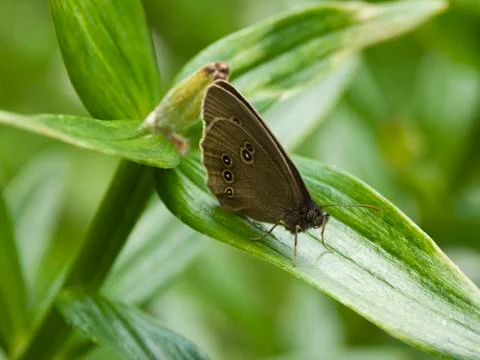 Butterfly 스톡 사진