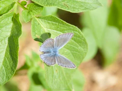 Butterfly 스톡 사진