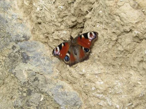 Butterfly 库存照片