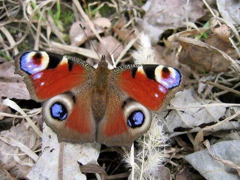 Butterfly Stock Photos