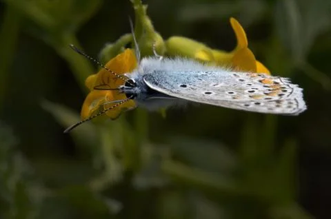 Butterfly Stock Photos