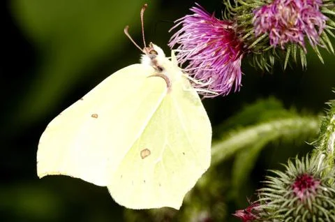Butterfly Stock Photos