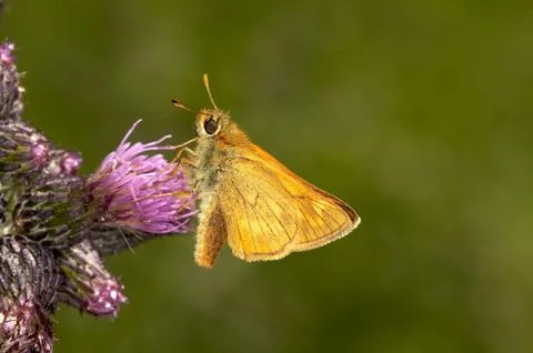 Butterfly Stock Photos