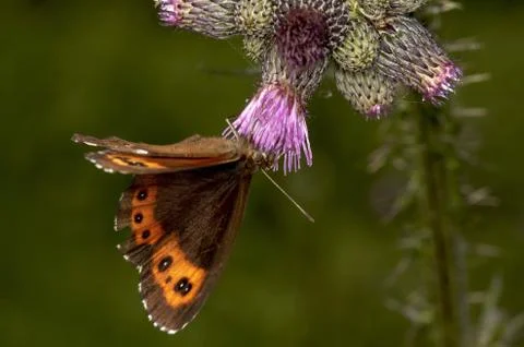 Butterfly Stock Photos