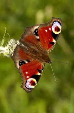 Butterfly Stock Photos