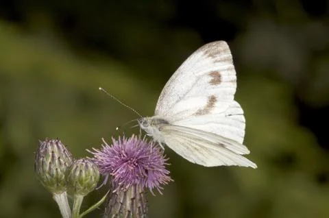 Butterfly Stock Photos