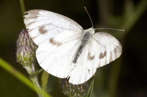 Butterfly Foto stock