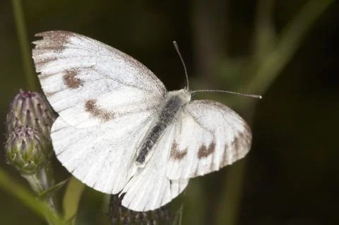 Butterfly Stock Photos
