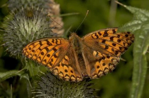 Butterfly Stock Photos