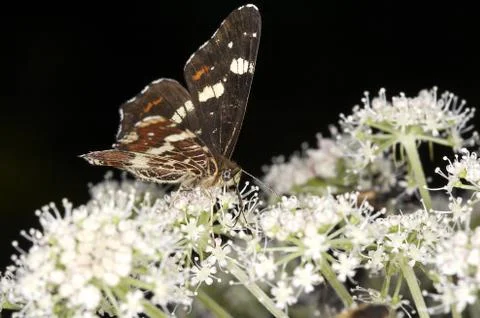 Butterfly Stock Photos