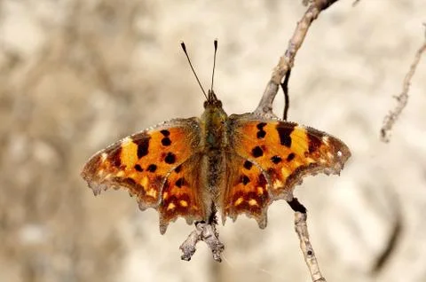 Butterfly Stock Photos