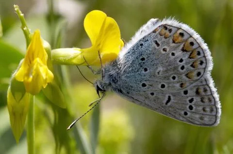 Butterfly Foto stock