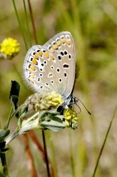 Butterfly Stock Photos