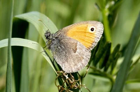 Butterfly Stock Photos