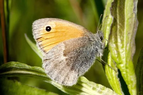 Butterfly Stock Photos