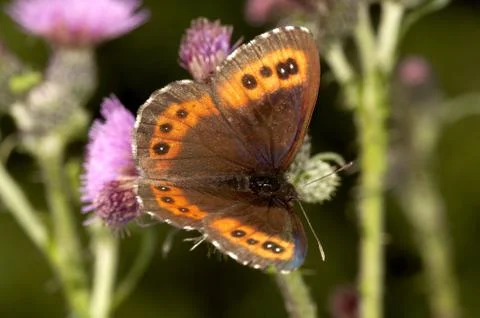 Butterfly Stock Photos