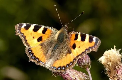 Butterfly Stock Photos