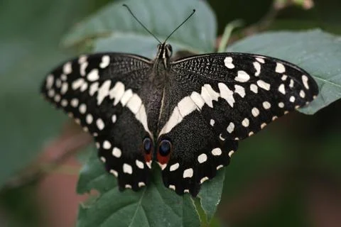 Butterfly Stock Photos