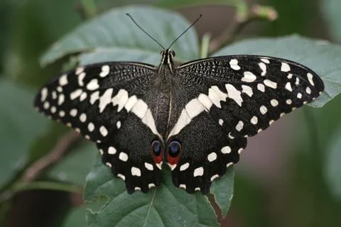 Butterfly Stock Photos